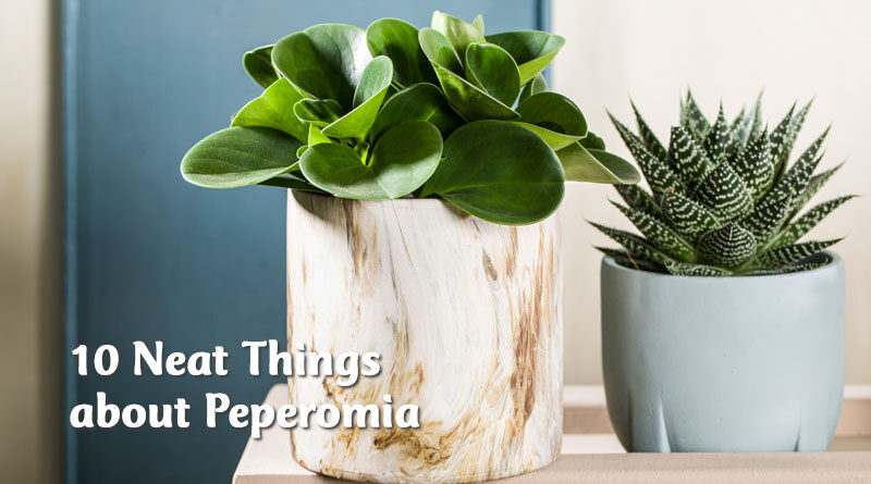 10 neat things about peperomia