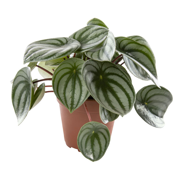 Peperomia argyreia Watermelon