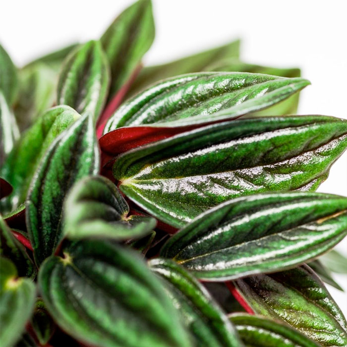 Peperomia caperata Rosso