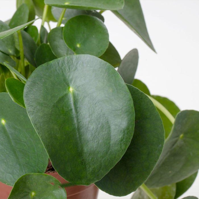 Pilea peperomioides Chinese Money plant
