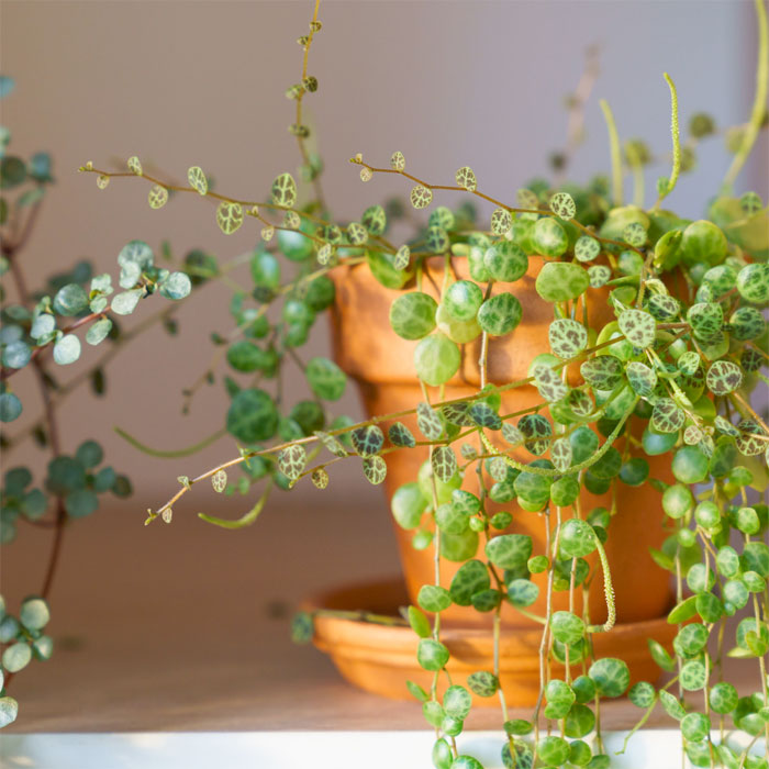 Peperomia prostrata String of Turtles