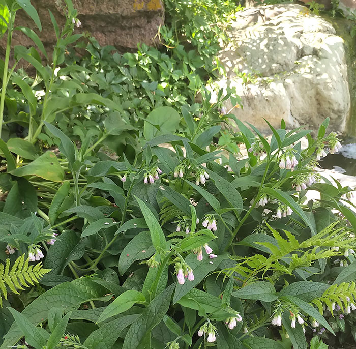 Comfrey