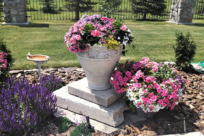 Pots of annuals look formal and festive.