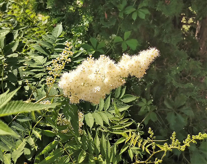 Sumac flower.