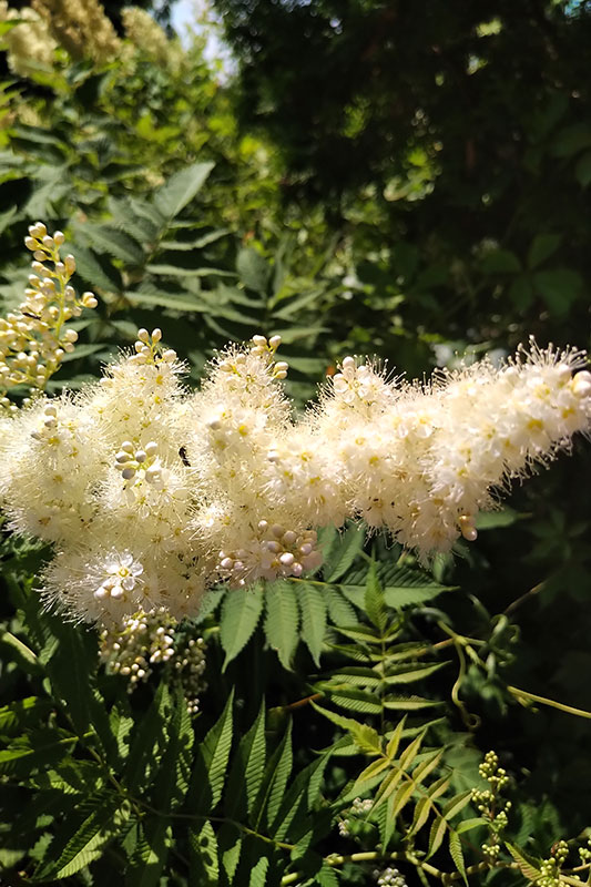 Sumac in bloom.
