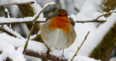 wild birds in winter