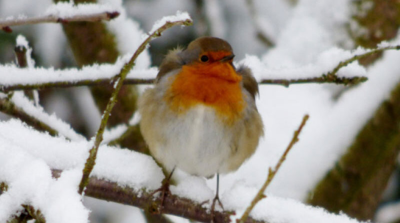 wild birds in winter