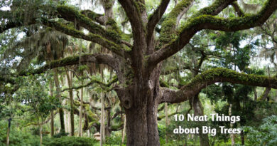 10 neat things about big trees