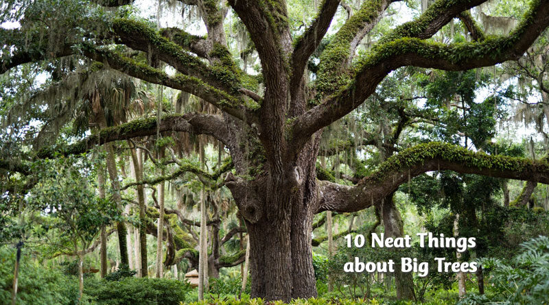 10 neat things about big trees