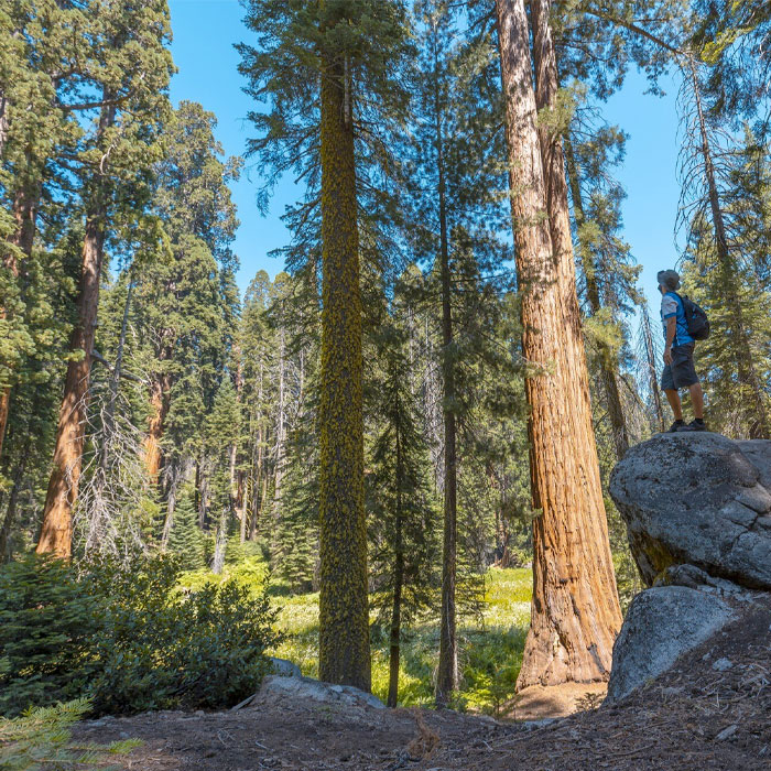 Sequoia National Park, California