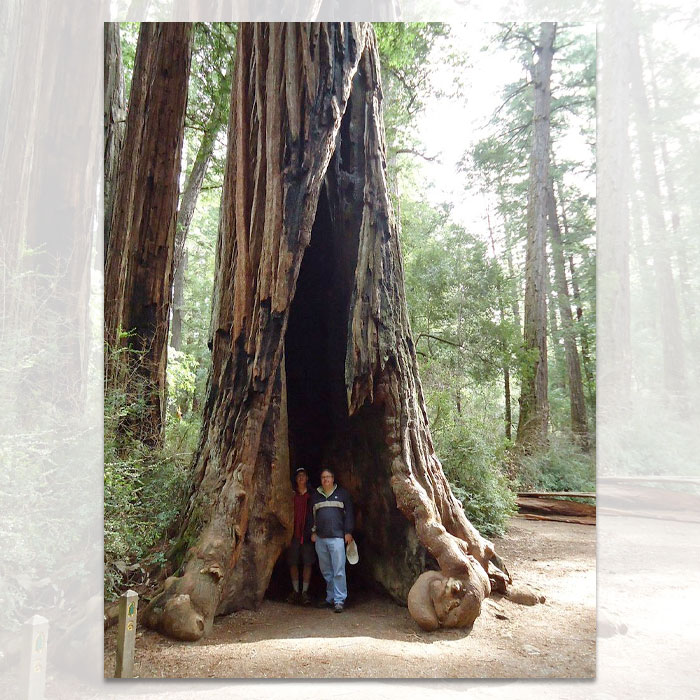 giant redwood