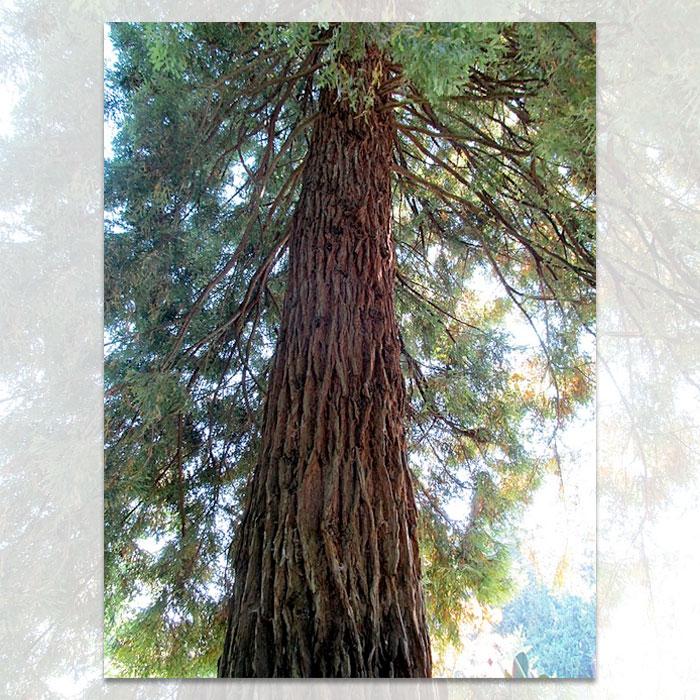 coast redwood