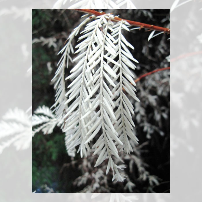 albino coast redwood