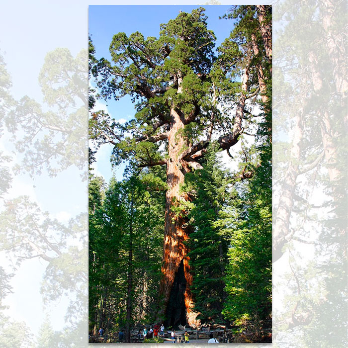 giant redwood tree