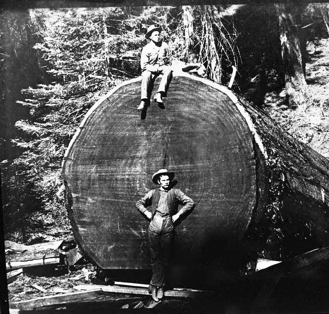 loggers big sequoia tree 1880