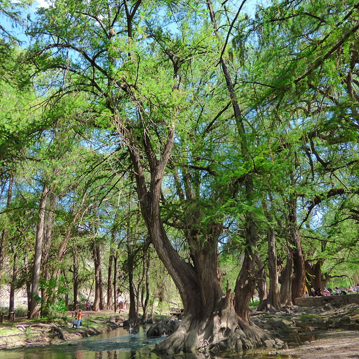 montezuma cypress