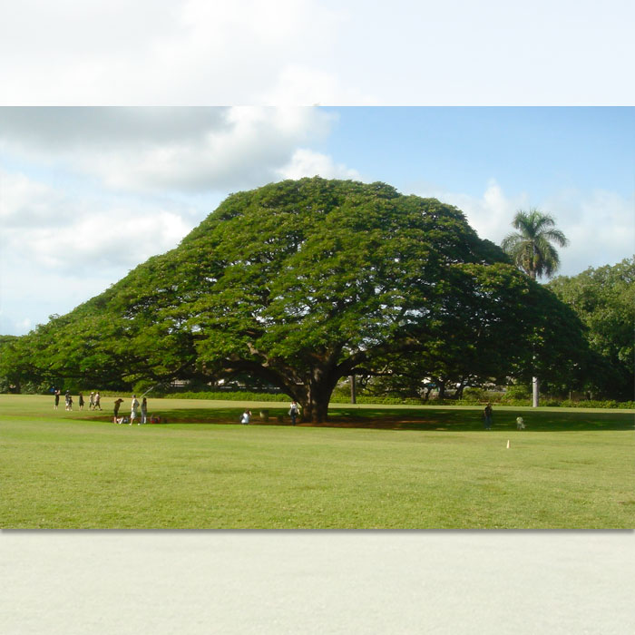 big rain tree