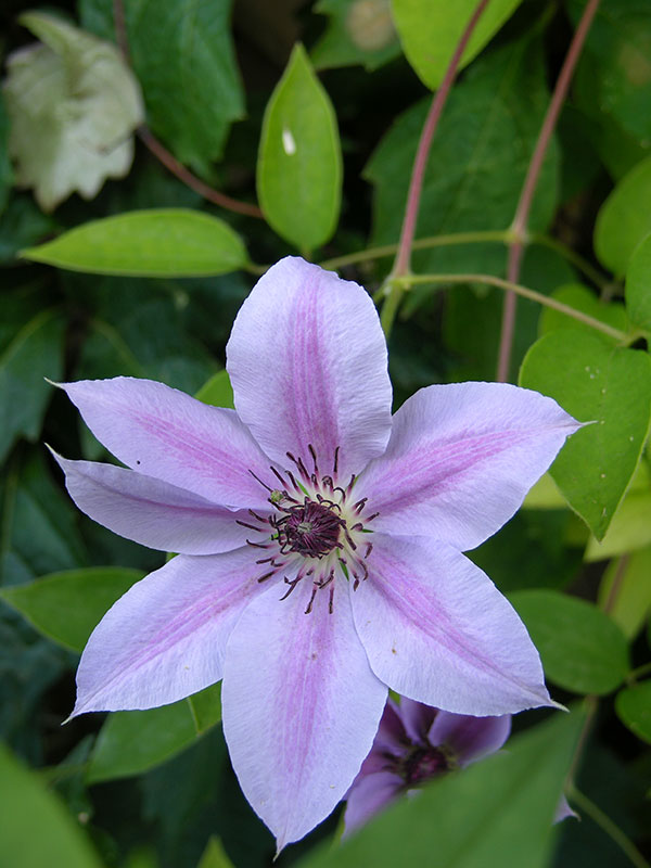 Clematis 'Nelly Moser'.