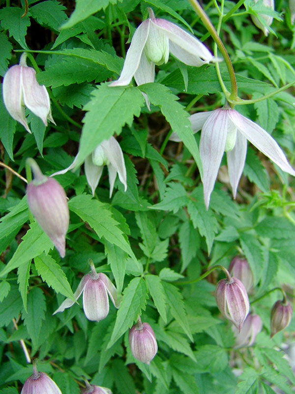 Clematis 'Alpine Willy'.