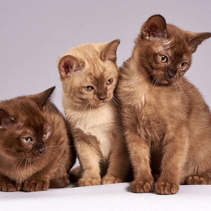 cute cats