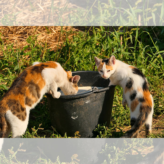 cats drinking