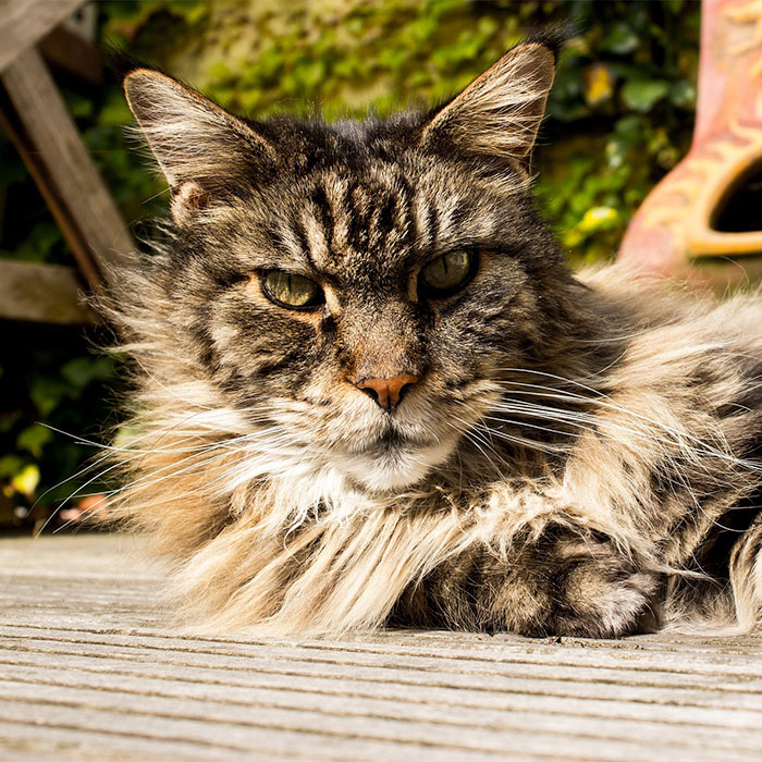 Main coon