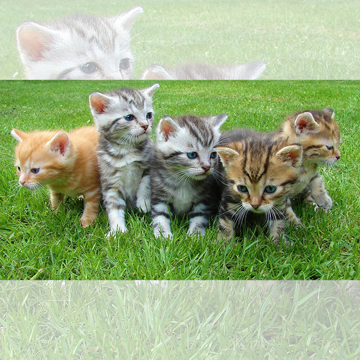 kitten siblings