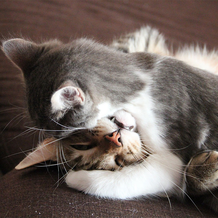 cats hugging