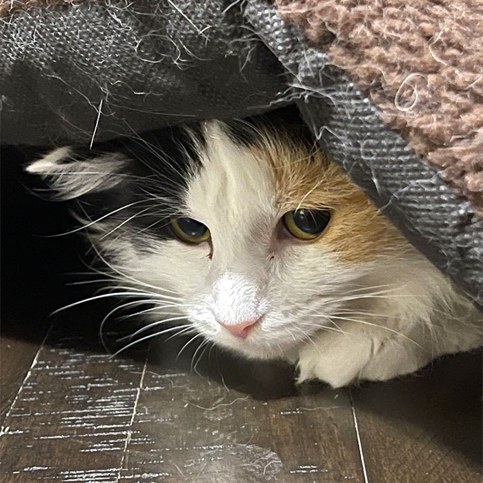cat hiding