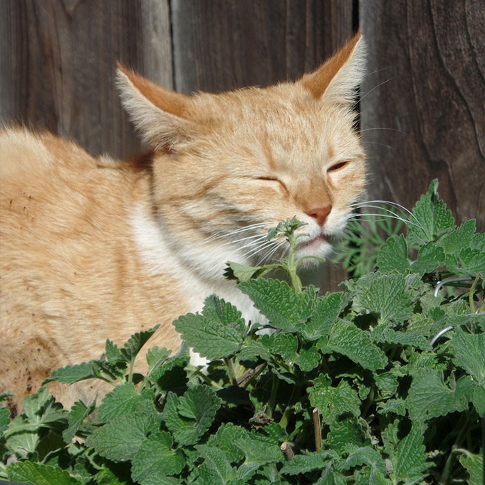 catnip