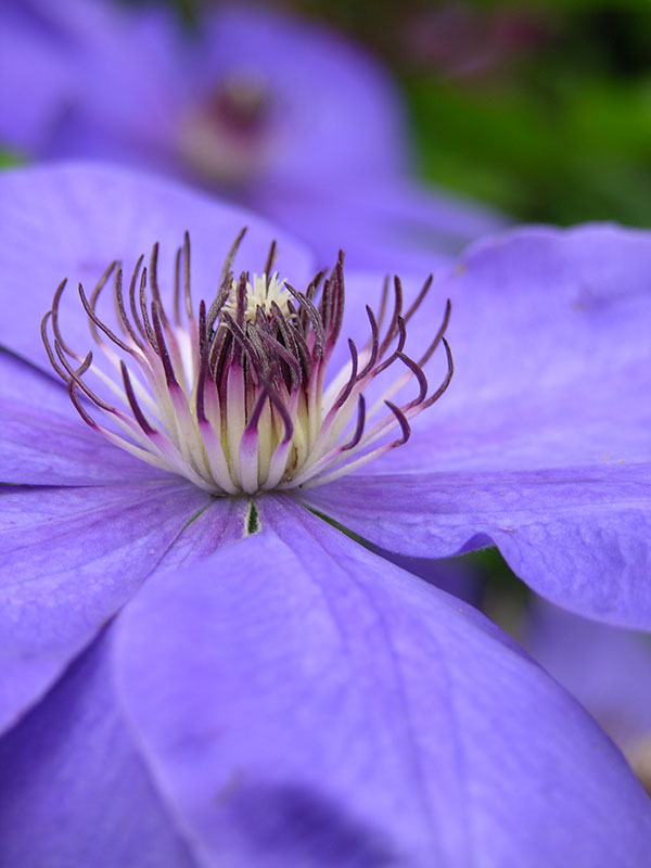 Close-up of a clematis blossom.