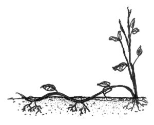 Layering vines is an efficient way of increasing them. Pin a node to the ground, keep it moist and when the roots take and shoots appear, separate your new plantling from its mother.
