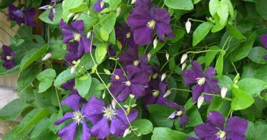 clematis beauty