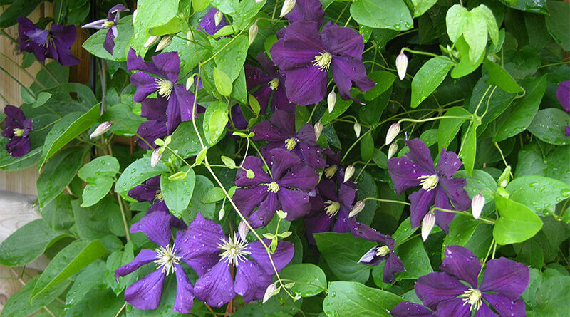 clematis beauty