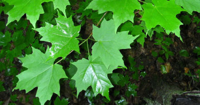 10 native maples of canada