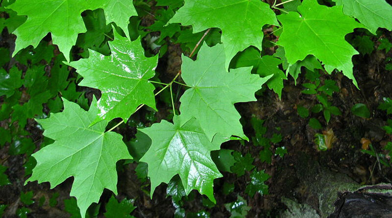 10 native maples of canada