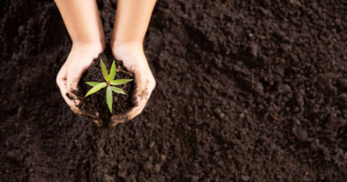Rejuvinate your soil
