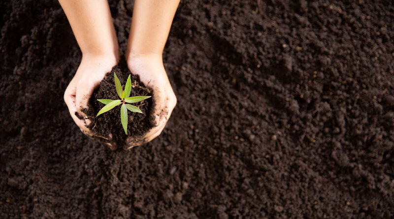 Rejuvinate your soil