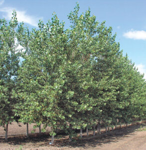 Turkey Trot has helped these healthy green giant poplars.