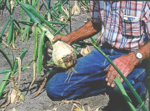 Sizeable and healthy Spanish onions using Alfalfa Gold.