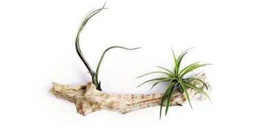 tillandsias