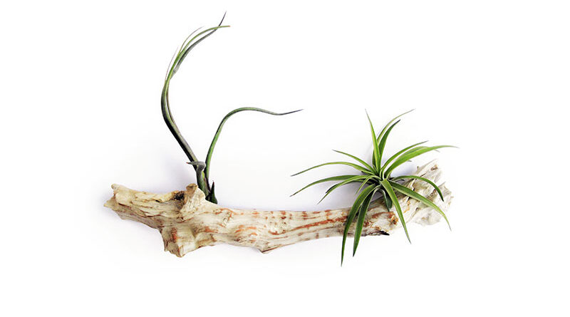tillandsias