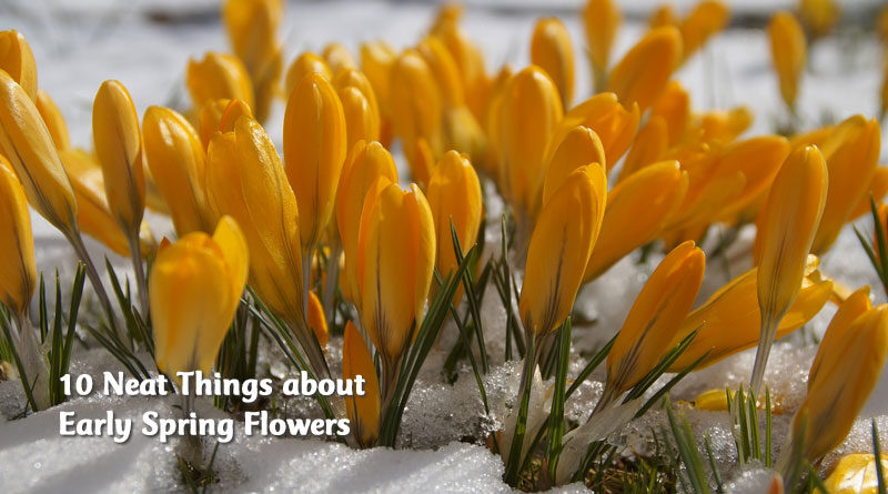 10 neat things about early spring flowers