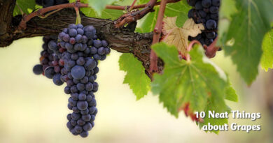 10 neat things about grapes
