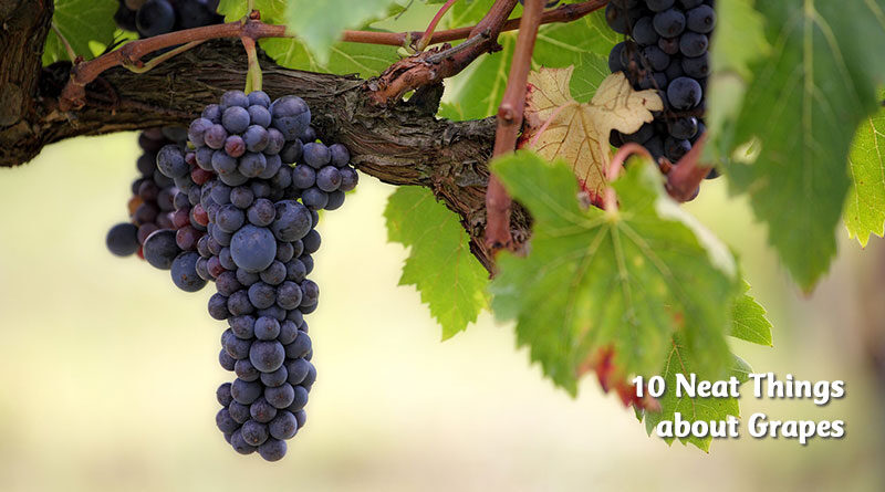 10 neat things about grapes