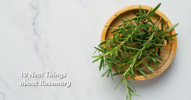10 Neat things about rosemary