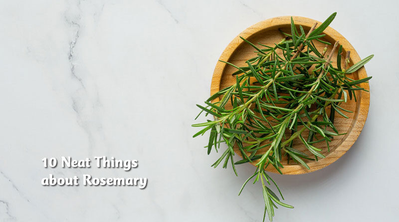 10 Neat things about rosemary