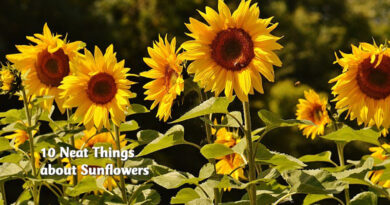 10 neat things about sunflowers