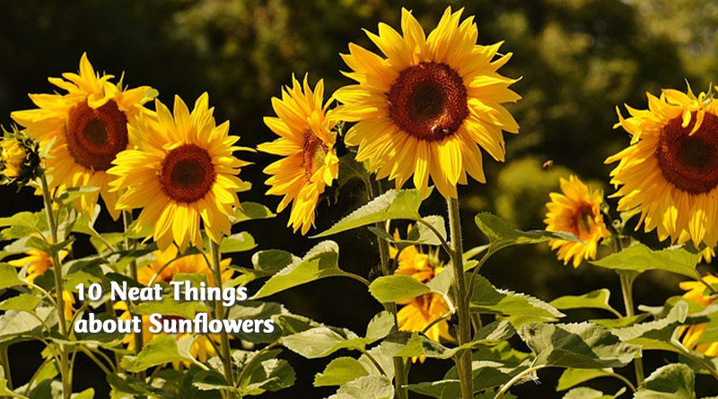 10 neat things about sunflowers