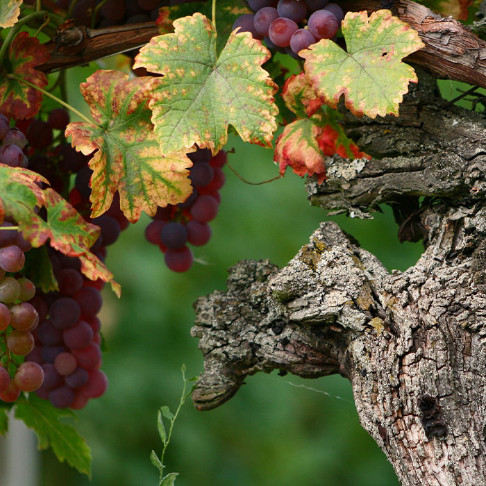 old grape vine wood